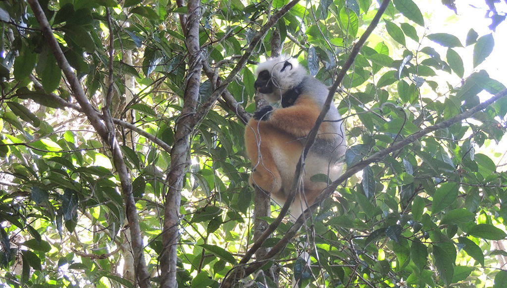 Parque de Lémures y la colina de Antongona - Foto 1