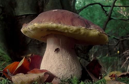 Casa Dante - Foto 37