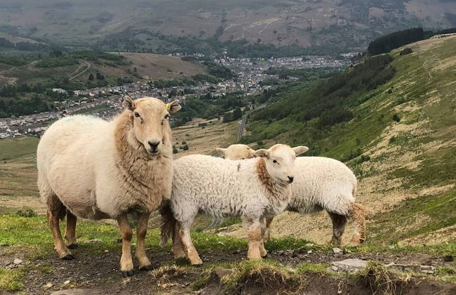 Shepherds Cottage Bryncethin - Foto 6
