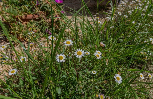 Residenza Verdeoliva - Foto 8