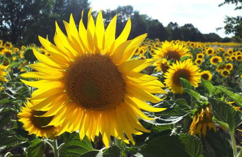 Pension Marina - Foto 13