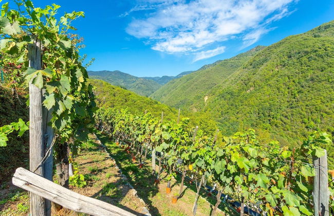 Villa Casale Le Selve Large Private Pool Wifi - 3099 - Foto 51