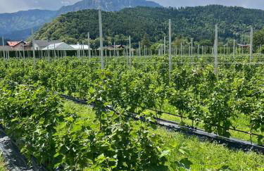 L'Angolo Verde - Photo 14