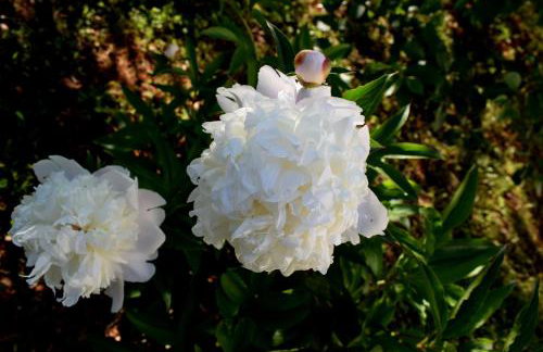 Apartments with parking space Ugljan - 8493 - Foto 12