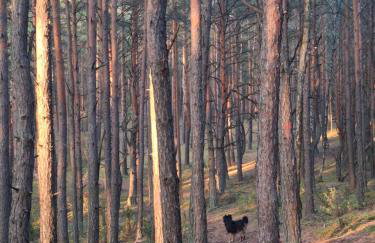 Augustówka - letnisko na Wrzosowiskach - Foto 48