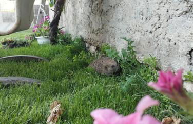 La petite Jarlandine - Foto 22