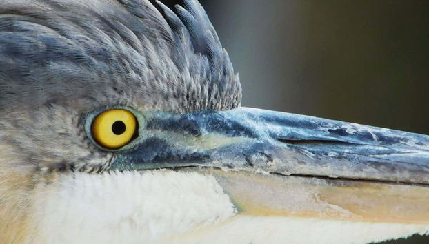 Le tante forme di vita che abitano il Crystal River