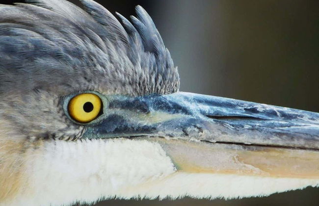 Giro in barca sul Crystal River - Foto 5