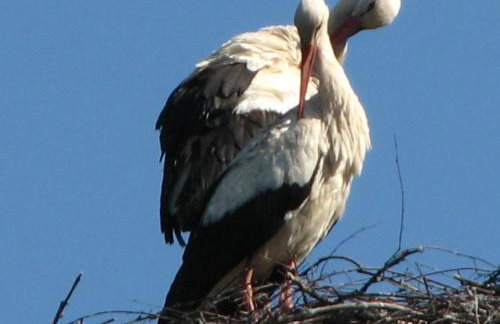 Dworek Młynarza - Foto 10