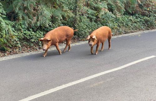 Spacious family cottage with private garden and forest walks - Foto 20