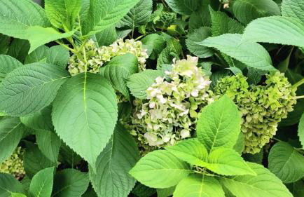 Jurney Home - Foto 41