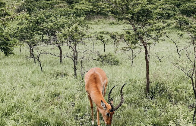 Casa Villa Guest House Carletonville - Suite 3 - Foto 20
