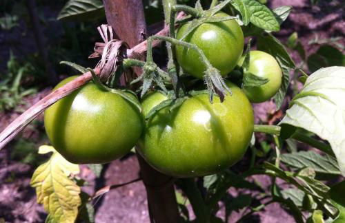 Eira das Carvalhas - Foto 25