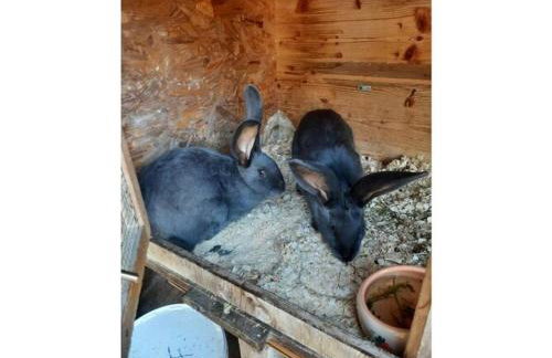 at Gallus - Wetterstein - Foto 18