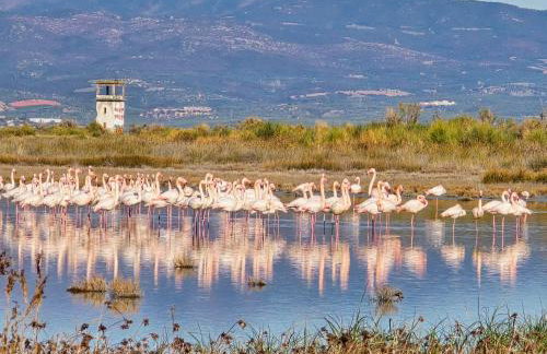 Flamingo View Suites & Villas - Photo 6