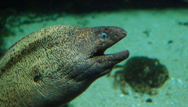 Costa Teguise Aquarium Ticket - Foto 4