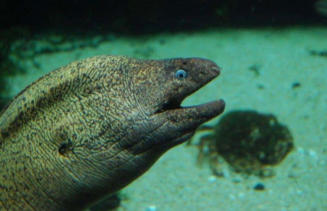 Bagno con gli squali all'Aquarium di Costa Teguise - Foto 6