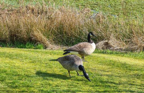 Ta Mill Cottages & Lodges - Brookview Lodge 2 - Foto 14