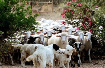 Country House S'Ozzastru - Foto 100