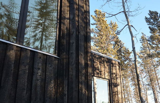 Yukon Black Spruce - Foto 8