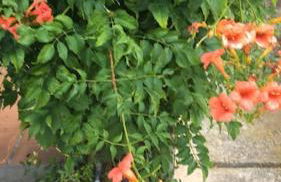 Monte Isoliana - petit paradis - Foto 18