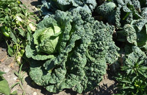 Agriturismo Il Colle - Foto 156