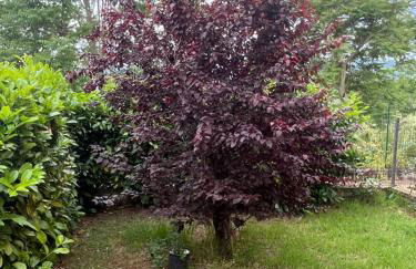 Casetta Nociarelle - Photo 11