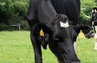 Tiny House 1 im schönen Allgäu mit großem Garten, Naturnah - Foto 22