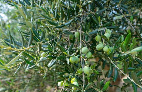 MY DALMATIA - Holiday home Nadalina with private pool and jacuzzi - Photo 56