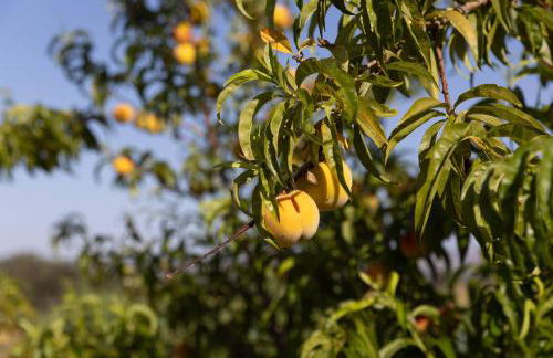 Serene Vineyard•Deck, Pickleball, Views~ Near Town - Foto 31