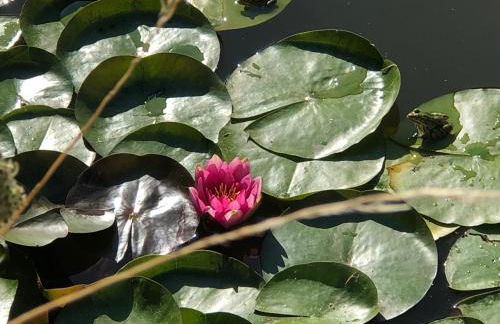 Mare aux nénuphars - Foto 17