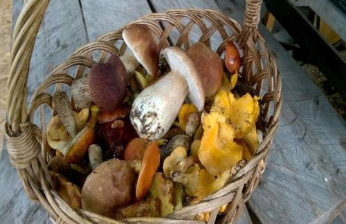 AgroKorytnica - Foto 20