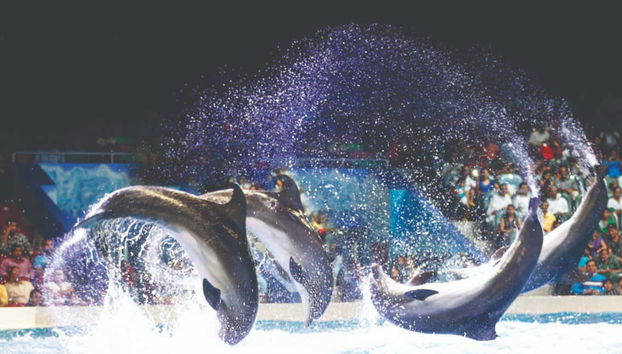 Acrobatic tricks at the Dubai Dolphinarium