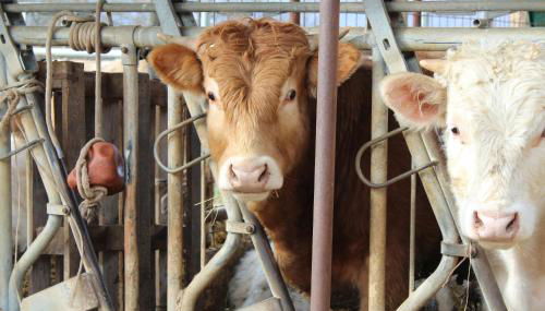 Agriturismo Natura e Gusto fattoria didattica - Foto 2