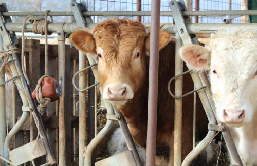 Agriturismo Natura e Gusto fattoria didattica - Foto 2