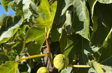 Paradise at Tree Ranch Grove - Foto 33