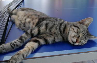 Il Podere di Sole - Foto 19