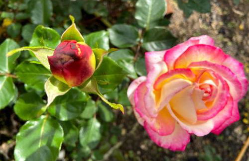 Visitar-Bioucas-II-AL-Q-Casa-Tradicional-Familiar-RNAL-30294-AL - Foto 99