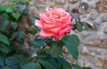 Ignatia's house - Photo 19