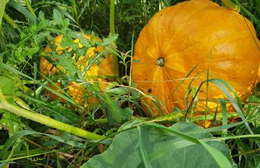 Agroturystyka Lisa Młyn - Foto 29