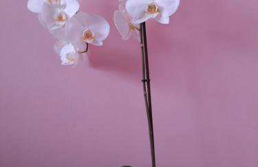 Studio apartman CENTAR - Foto 19