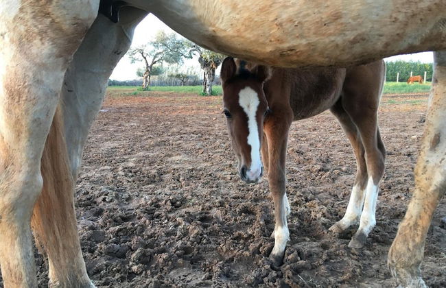 Hacienda La Indiana - Foto 20