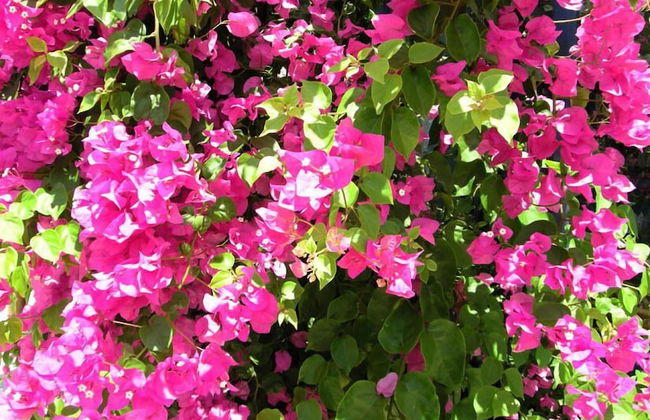 Popi Studios - Foto 44