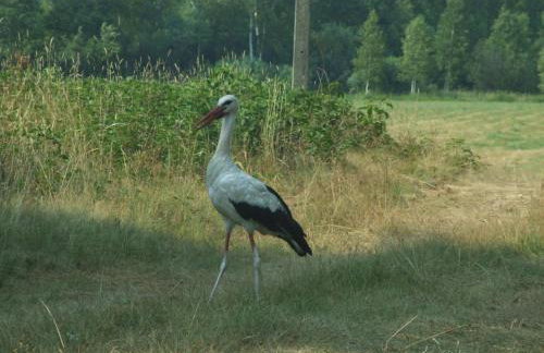 Leśny Zakątek Lipinki Bory Tucholskie - sauna - Foto 27