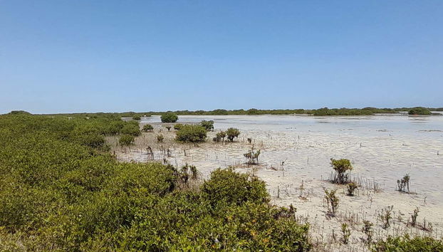 Al Thakira Reserve Kayak Tour - Photo 4, Discover this natural reserve in Qatar