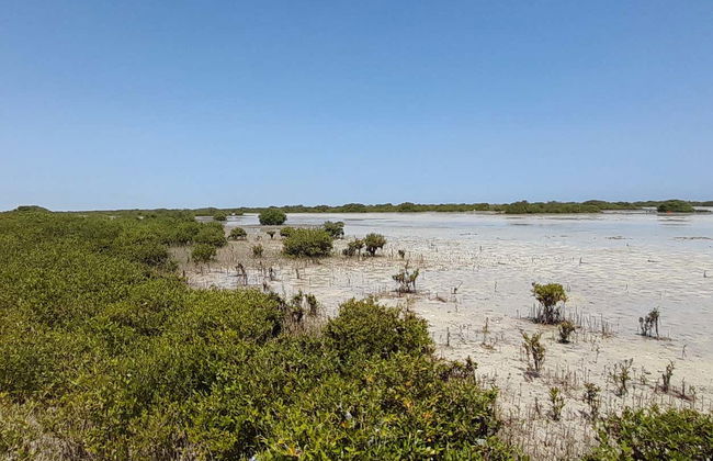 Al Thakira Reserve Kayak Tour - Photo 4