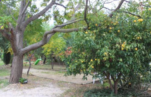 Mas des Oliviers - Foto 32