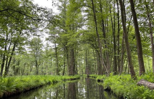Ferienwohnung an der Postsäule Lübbenau - Foto 17