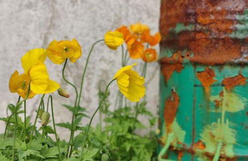 große Wohnung mit Dachterrasse - Foto 19