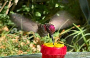 Vintage RV Creekside Nature Retreat near Ojai next to Swim Holes Hike - Foto 44